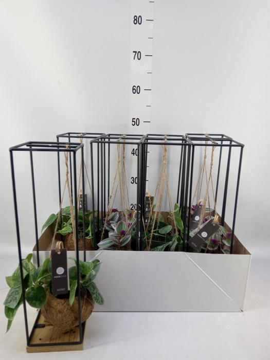 <h4>Planten Groen   ...mix  3</h4>