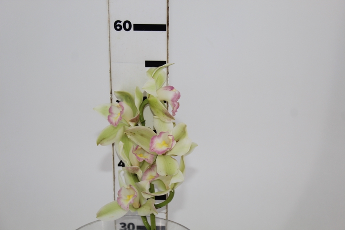 <h4>CYMBIDIUM HT MIN 5 FLS VERDE</h4>