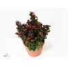 Leucothoe axillaris 'Curly Red'