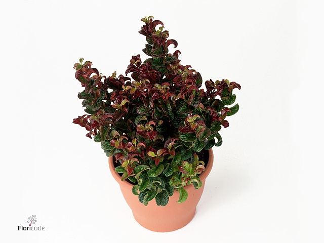 Leucothoe axillaris 'Curly Red'