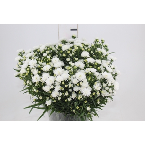 ASTER MARIANA 040 CM