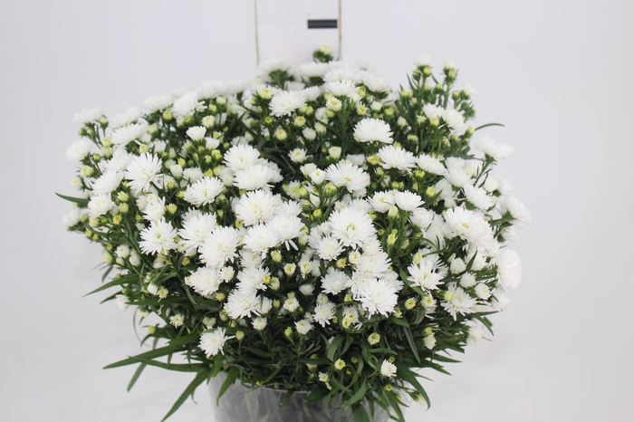 ASTER MARIANA 040 CM