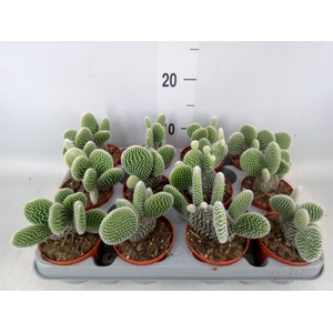Opuntia microdasys 'Albispina'