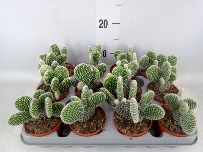 <h4>Opuntia microdasys 'Albispina'</h4>