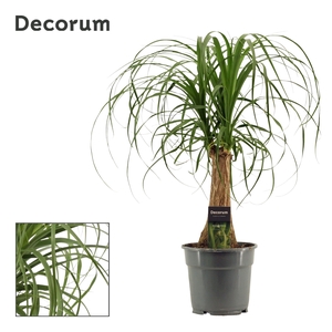 Beaucarnea recht 17 cm (Decorum)