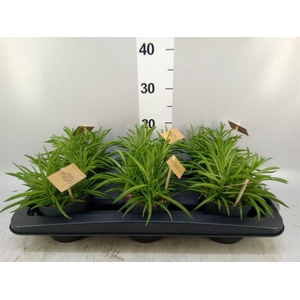 Peperomia ferreyrae 'Nevada'