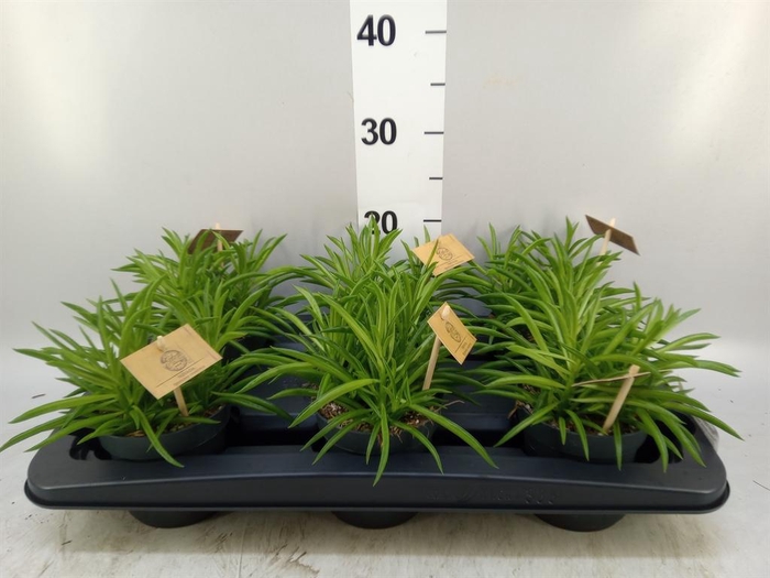 <h4>Peperomia ferreyrae 'Nevada'</h4>