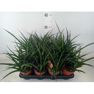 Sansevieria  'Fernwood'