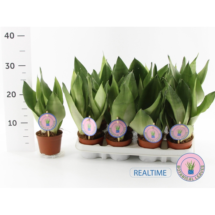 <h4>SANSEV MOONSHINE</h4>