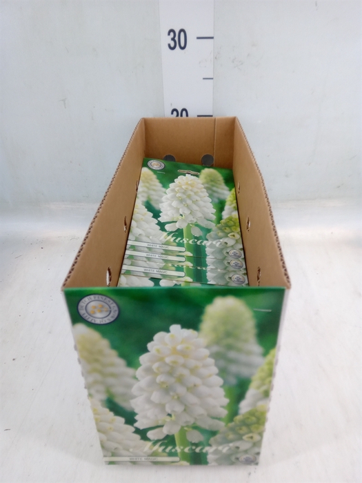 <h4>Muscari   ...flowerbulbs</h4>