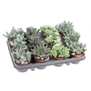 Adromischus gemengd in tray AD8001