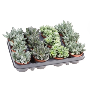Adromischus gemengd in tray AD8001