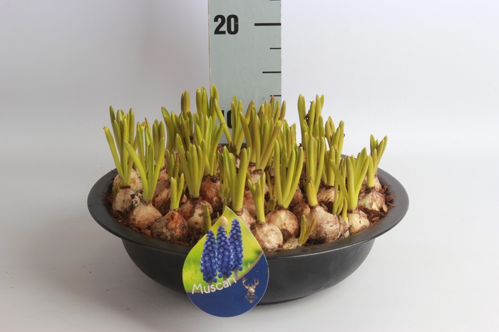 <h4>ARR MUSCARI</h4>