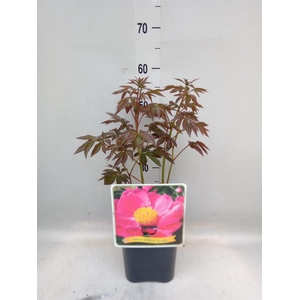 Paeonia lact. 'Nymphe'