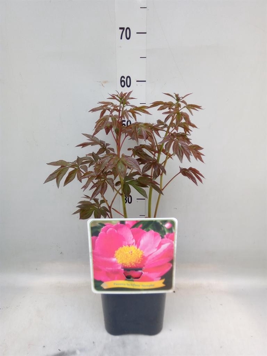 <h4>Paeonia lact. 'Nymphe'</h4>