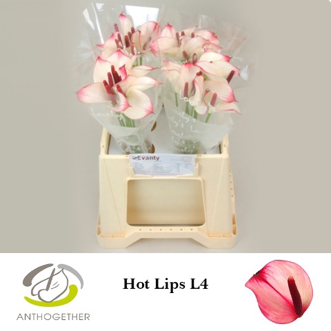 <h4>Anthurium Princess Amalia Hot lips</h4>