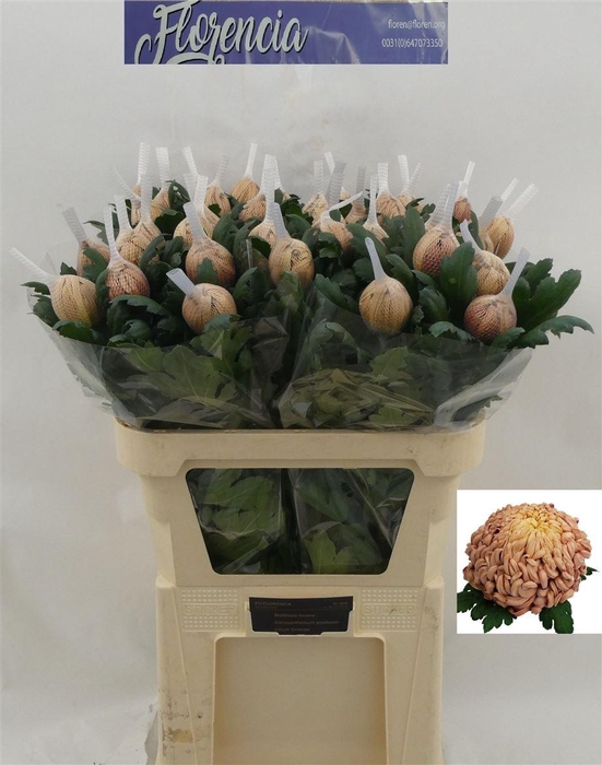 <h4>Chr G Vienna Copper</h4>