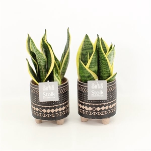 Sansevieria trifasciata Futura Superba in Maya Pot