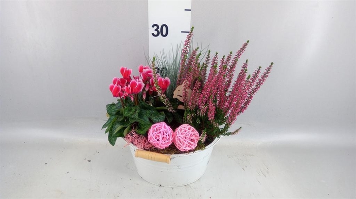 <h4>Arr.   Tuinplanten L%</h4>