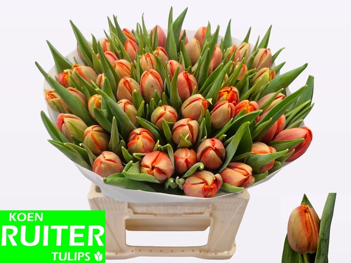 <h4>TU DU TERMINATOR</h4>