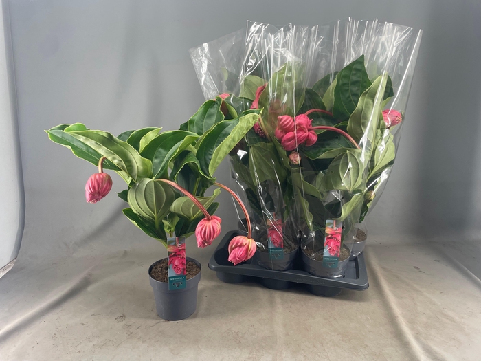 <h4>MEDIN MAG FLAMENCO</h4>