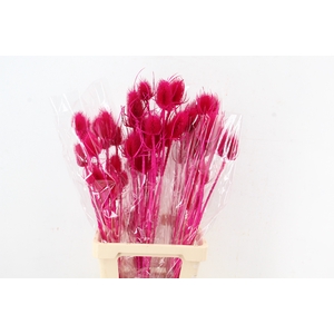DF Dipsacus Fuchsia Bs 130g