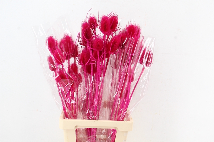 <h4>DF Dipsacus Fuchsia Bs 130g</h4>