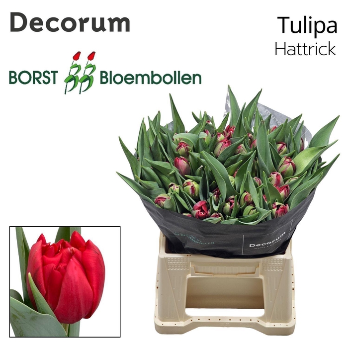 <h4>TU DU HATTRICK</h4>