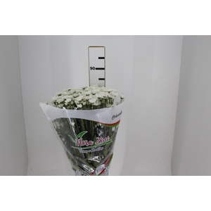 CRISANTEMO SANTINI LEGEND 080 CM