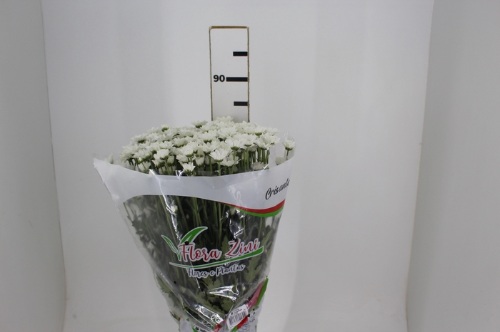 <h4>CRISANTEMO SANTINI LEGEND 080 CM</h4>