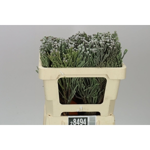 Kaaps Brunia Silver Young