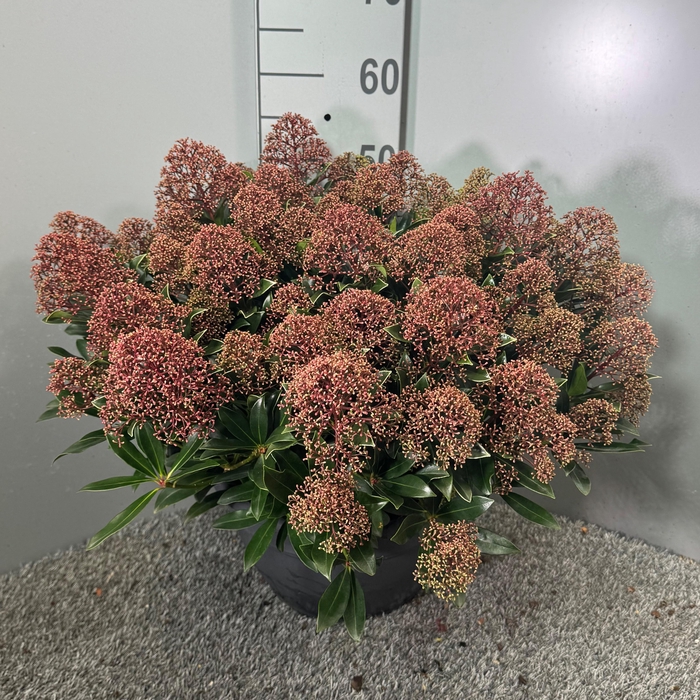 <h4>Skimmia japonica 'Cuba' P32 Schaal XL</h4>