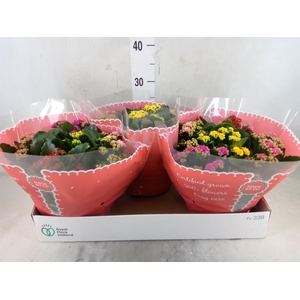 Kalanchoe blos.   ..rosebud mix/pot