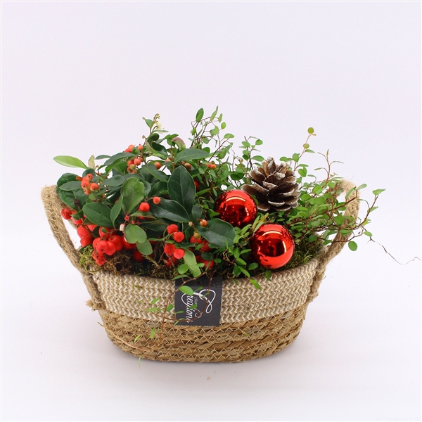 <h4>GACR-2402 Gaultheria creatie</h4>