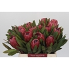 Protea Red Ice