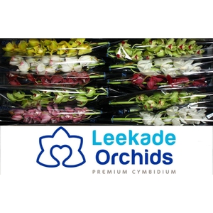 CYMB MI MIXED Leekade 20% Extra Packed