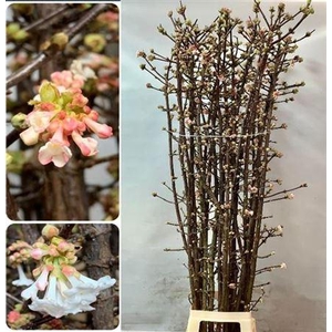 Vibur Bodn Charles Lamont