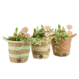 11655: Outdoor spring arrangement