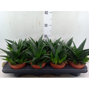 Haworthia pumila 'West Jogoo'