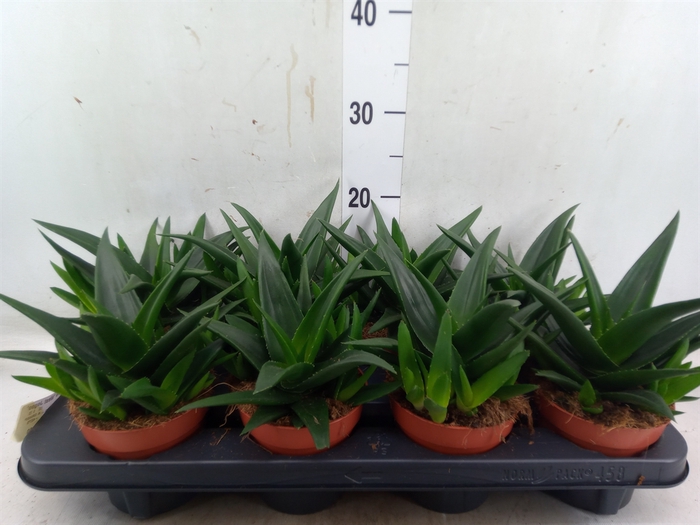 <h4>Haworthia pumila 'West Jogoo'</h4>