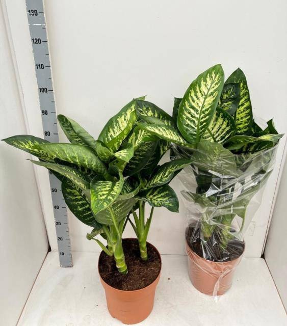 <h4>DIEFF SE TROPIC SNOW</h4>