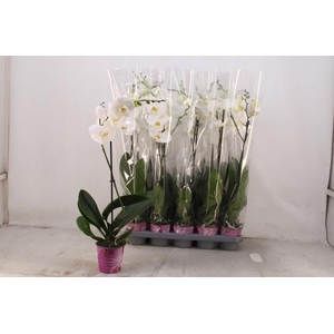 PHAL OV WIT