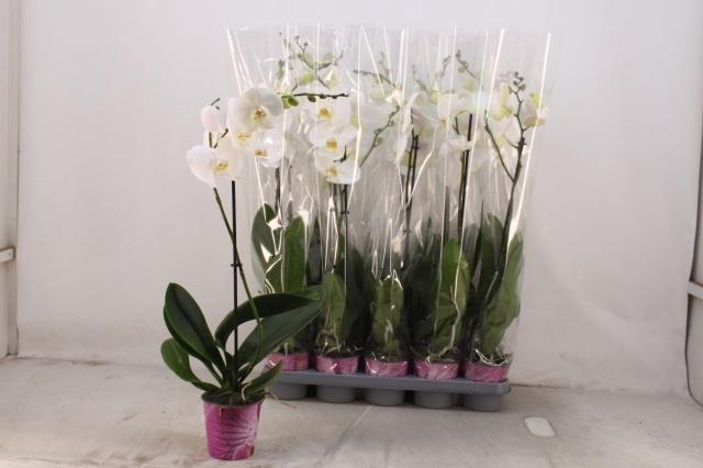 <h4>PHAL OV WIT</h4>