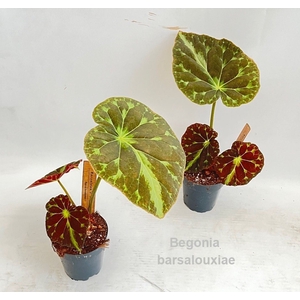 Begonia