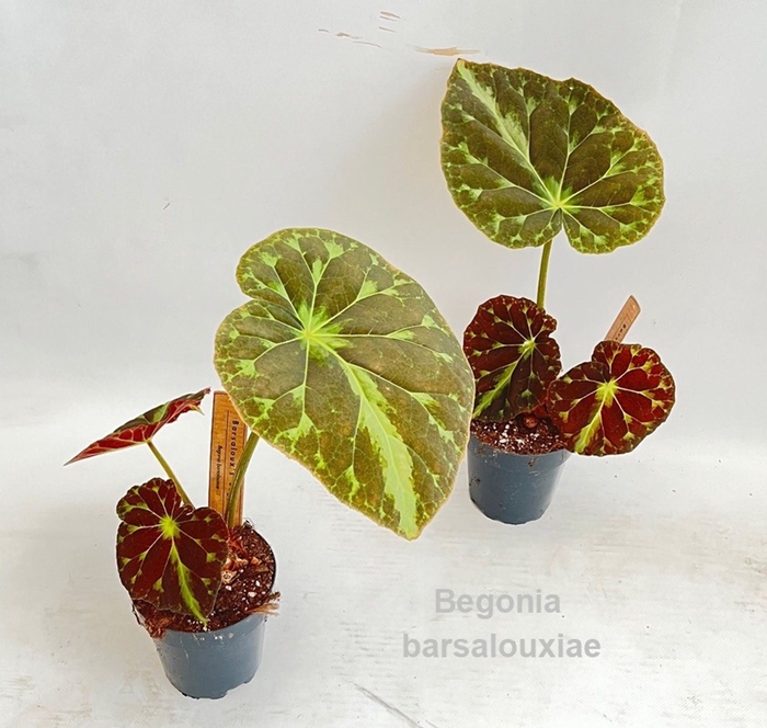 <h4>Begonia</h4>
