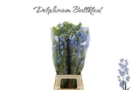 <h4>Delph En Ballkleid 80cm</h4>