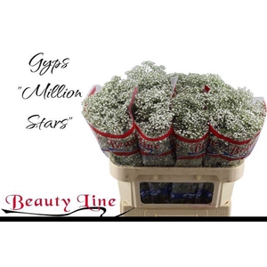GYPS PA MILLION STAR
