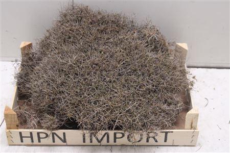 <h4>Iron Bush Kist</h4>