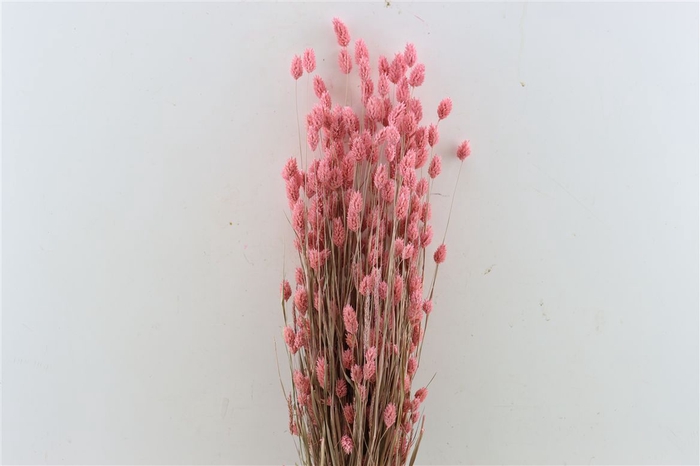 <h4>Dried Phalaris X5 Frosted L. Pink Bunch</h4>