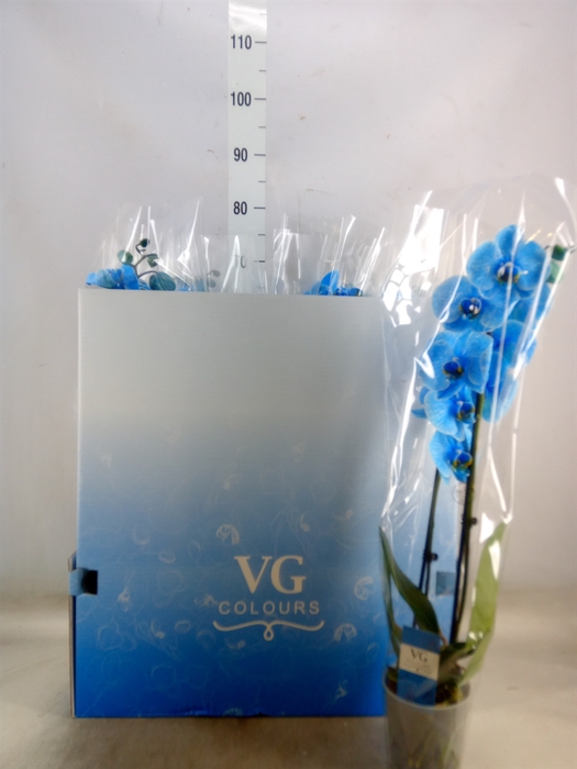 <h4>Phalaenopsis   ...</h4>